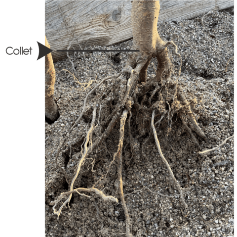 Decoction De Racines Plantez des végétaux à racines nues | IDEOPAYSAGE